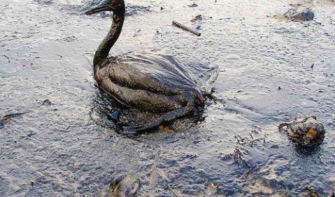 Kanzlerin im Ölrausch