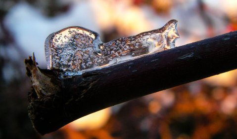 Eisschnecke, jugendlich. Foto: Hufner