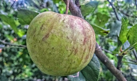 Beiß nicht gleich in jeden Apfel. Foto: Hufner