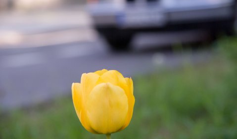 Blume und Auto. Foto: Hufner