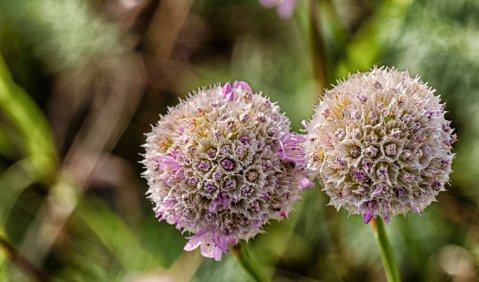 Blumen. Foto: Hufner