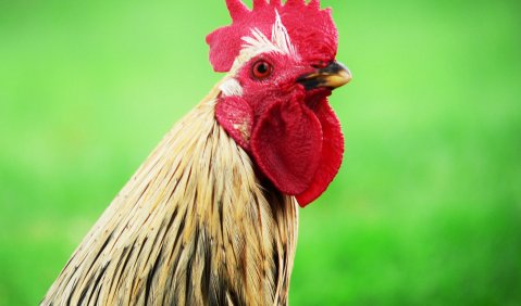Wirtschaftsvereinigung kräht unverständlich. Foto: Hufner