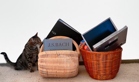 Katze und Bach. Foto: Hufner