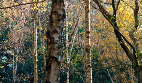 Im Wald (© inpetto filmproduktion)