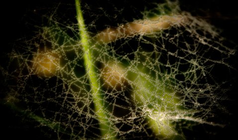 Regentropfen – gefangen? Foto: Hufner