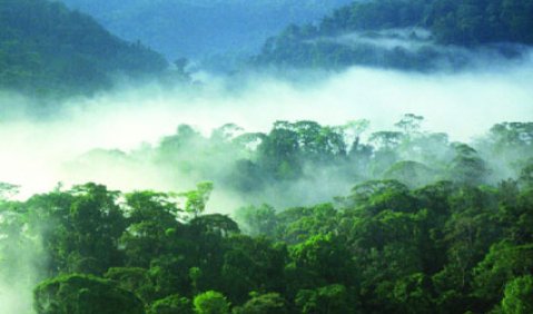 Multimediaprojekt zur Rettung des Regenwalds