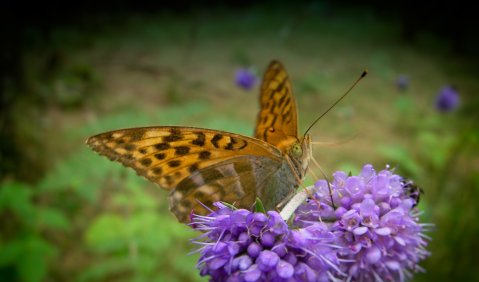Schmetterlinge hören anders. Foto: Hufner