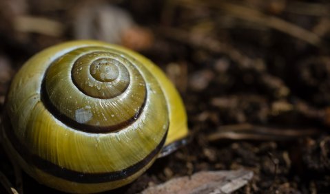 Schnecke Urheberrecht. Foto: Hufner