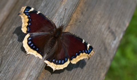 Schmetterlingsfunde im Netz. Foto: Hufner