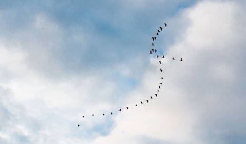 Vogelflug. Foto: Hufner