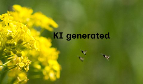 No KI! Foto: Hufner