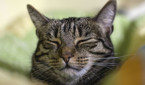 Haben jetzt Angst vor dem Ende des freien Internet und der Katzenfilmchen: Katzen wählen natürlich #niewiedercdu. Foto: Hufner