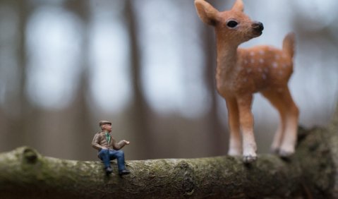 Bambi im Wald. Foto: Hufner