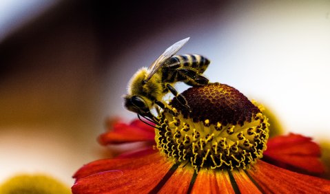 Thema Insekt. Foto: Hufner