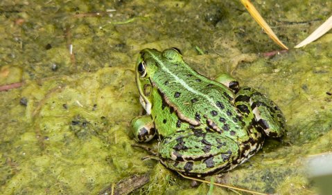 Ein Frosch. Foto: Hufner