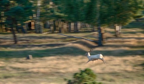 Ein Hirsch im Wald. Foto: Hufner