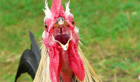Freilebendes Huhn. Foto: Hufner