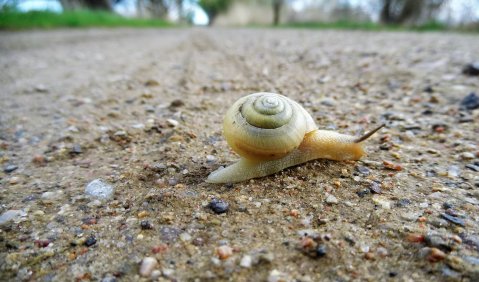 Es geht langsam. Foto: Hufner